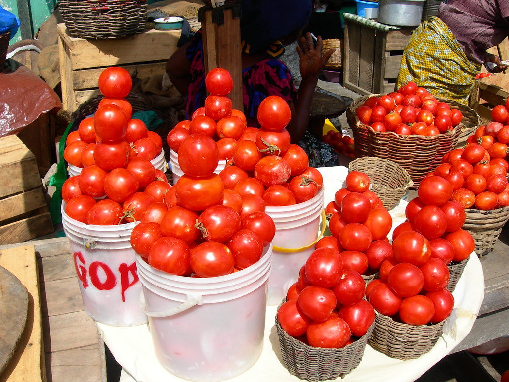 Fresh Tomatoes - One Painter size