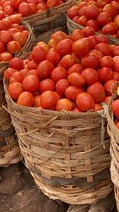 Fresh Tomatoes - Full Basket