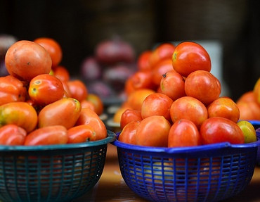 Fresh Tomatoes - Half Painter size